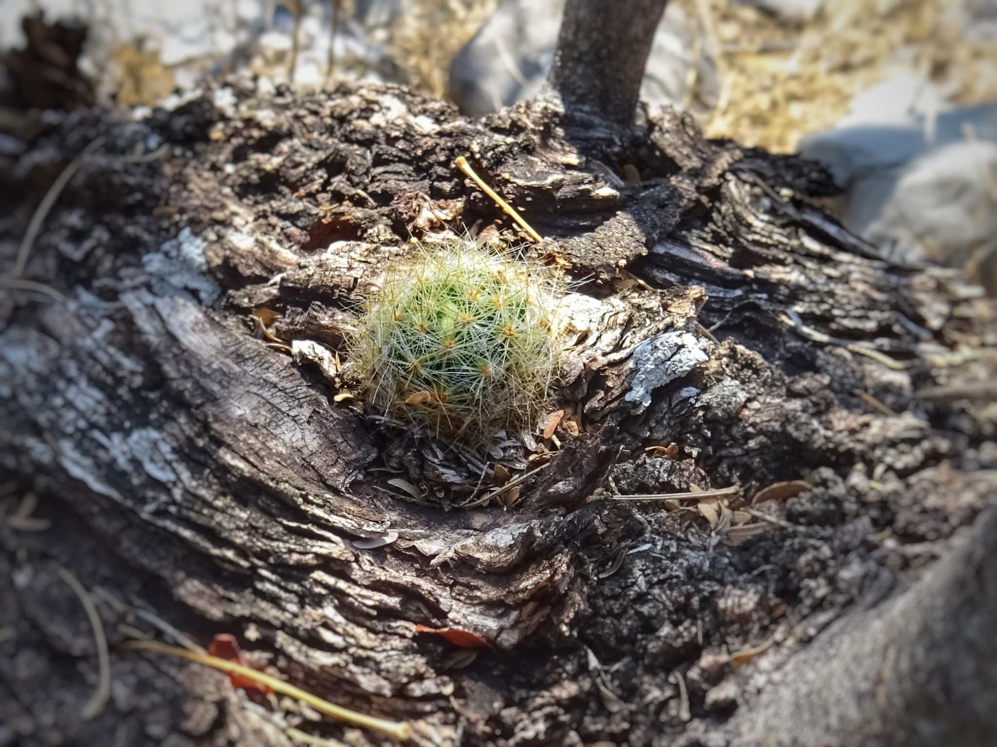 Mammillaria baumii